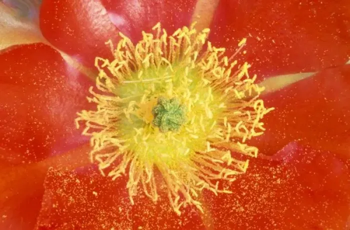 Framed Print : N. A. USA, Arizona, Casa Grande, NM, Desert Prickly Pear Cactus Flower (Opuntia phaeacantha) Framed Print : N. A. USA, Arizona, Casa Grande, NM, Desert Prickly Pear Cactus Flower (Opuntia phaeacantha)