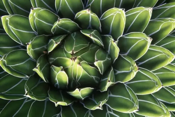 Framed Print : N. A. USA, Arizona, Tucson, Sonora Desert Museum, Queen Victorias Agave (Agave Framed Print : N. A. USA, Arizona, Tucson, Sonora Desert Museum, Queen Victorias Agave (Agave