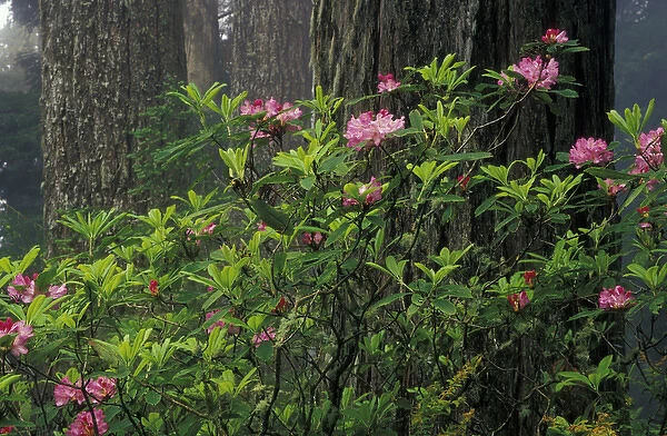 N. A. USA, California, Del Norte Redwoods St. Park Rhodies and Redwoods