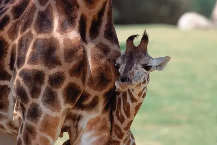 Framed Print : N. A. USA, California Reticulated Giraffe
