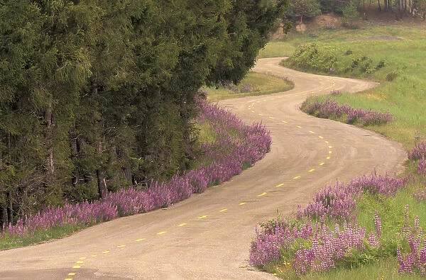 N. A. USA, California Winding road lined with lupine flowers
