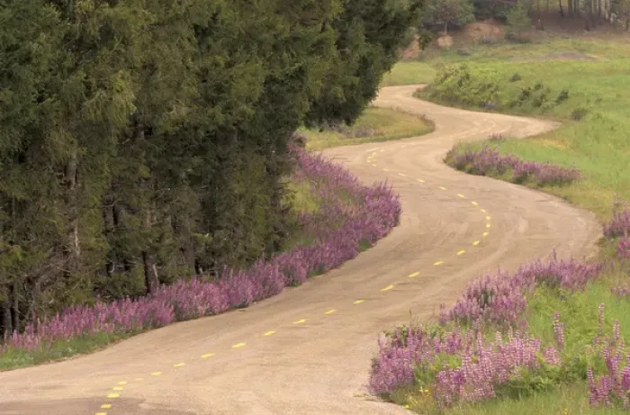 Framed Print : N. A. USA, California Winding road lined with lupine flowers Framed Print : N. A. USA, California Winding road lined with lupine flowers