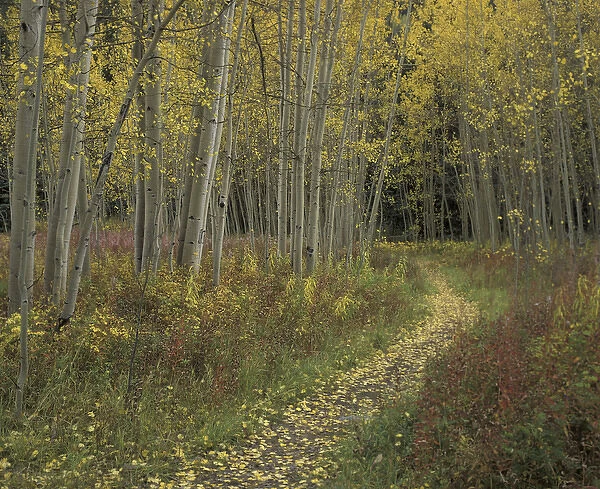 N. A. USA, Colorado, San Isabel National Forest Pathway thru autumn aspen trees