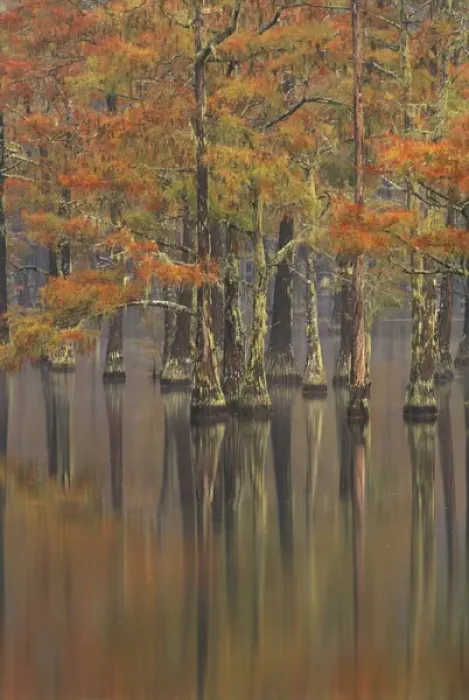 Framed Print : N. A. USA, Georgia, George Smith State Park. Cypress trees, fall reflections Framed Print : N. A. USA, Georgia, George Smith State Park. Cypress trees, fall reflections