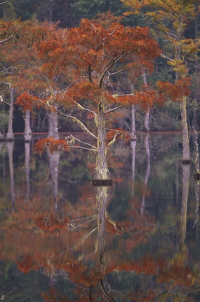 N. A. USA, Georgia, George Smith State Park. Cypress trees, fall reflections