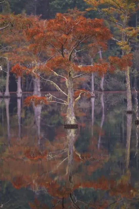 Framed Print : N. A. USA, Georgia, George Smith State Park. Cypress trees, fall reflections Framed Print : N. A. USA, Georgia, George Smith State Park. Cypress trees, fall reflections