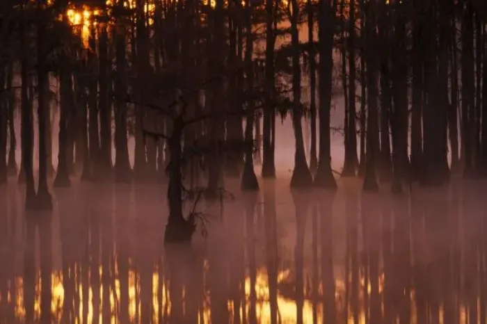 Framed Print : N. A. USA, Georgia, George Smith State Park. Cypress trees with fog at sunrise Framed Print : N. A. USA, Georgia, George Smith State Park. Cypress trees with fog at sunrise