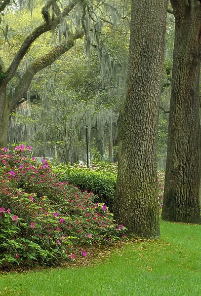 N. A. USA, Georgia, Savannah. Azaleas blooming among the live oaks & Spanish moss