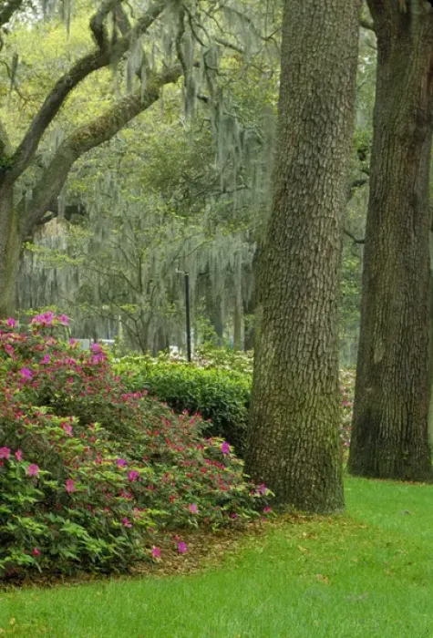 Framed Print : N. A. USA, Georgia, Savannah. Azaleas blooming among the live oaks & Spanish moss Framed Print : N. A. USA, Georgia, Savannah. Azaleas blooming among the live oaks & Spanish moss
