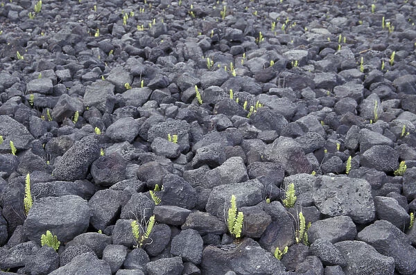 N. A. USA, Hawaii, Big Island Fern sprouts poke through rocky A a lava