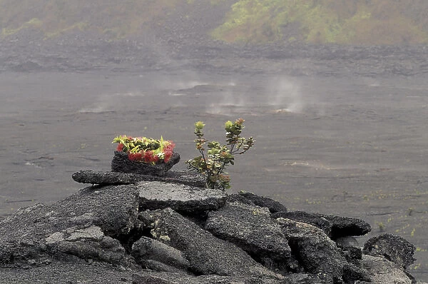 N. A. USA, Hawaii, Big Island, Hawaii Volcanoes Nat l Park Wreath of Ohi a Iehua