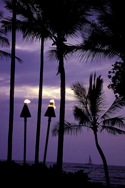 N. A. USA, Hawaii, Big Island Palm trees and tiki torches at dusk