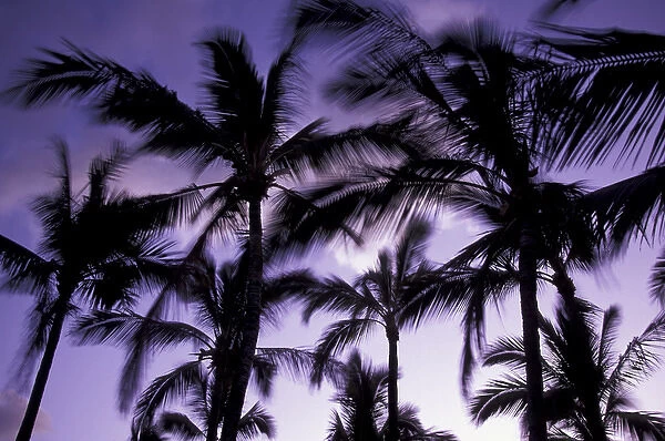N. A. USA, Hawaii, Big Island Palms moving with wind at dusk