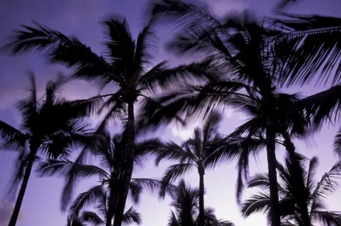 Framed Print : N. A. USA, Hawaii, Big Island Palms moving with wind at dusk Framed Print : N. A. USA, Hawaii, Big Island Palms moving with wind at dusk