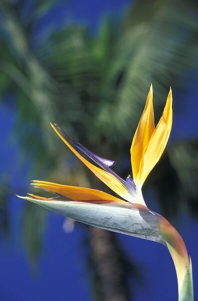 N. A. USA, Hawaii, Maui Bird of Paradise flower and Palm tree