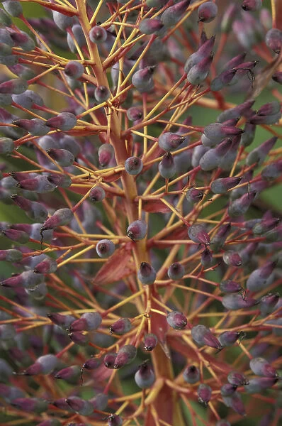 N. A. USA, Hawaii, Maui Bromeliad plant