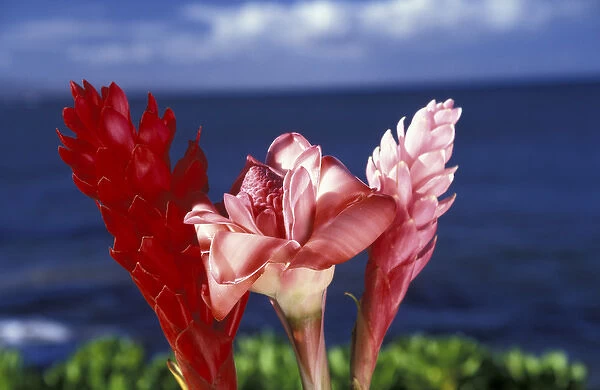 N. A. USA, Hawaii, Maui Ginger flowers
