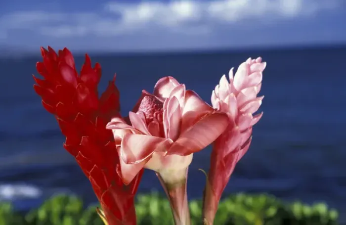Framed Print : N. A. USA, Hawaii, Maui Ginger flowers Framed Print : N. A. USA, Hawaii, Maui Ginger flowers