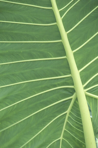 N. A. USA, Hawaii, Maui, Hana Viens of Elephant Ear palm leaf