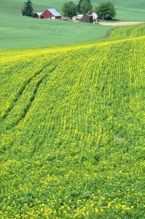 Framed Print : N. A. USA, Idaho, Latah County, near Genesee. Farm with canola field in summer. PR