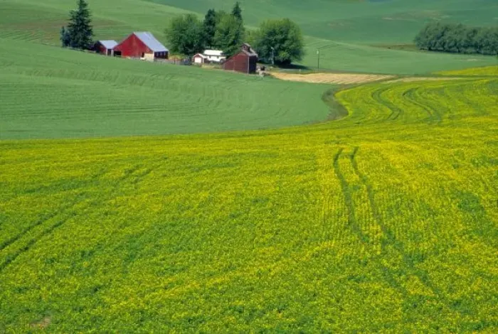 Framed Print : N. A. USA, Idaho, Latah County, near Genesee. Farm with canola field in summer. PR (MR)