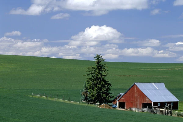 N. A. USA, Idaho, Latah county near Genesee. Farm in wheatfield in summer. PR