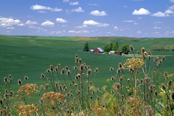 N. A. USA, Idaho, Latah county near Genesee. Farm in wheatfield in summer. PR