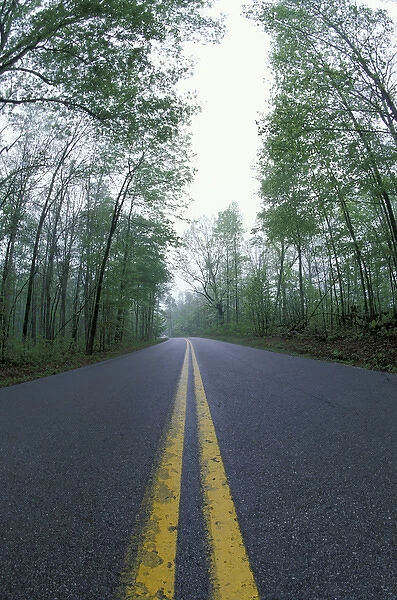 N. A. USA, Kentucky, Daniel Boone National Forest Road through forest in spring