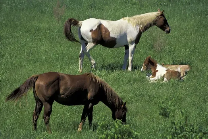 Framed Print : N. A. USA, Kentucky, Jessamine Co. Mother horse and foals on property owned by
