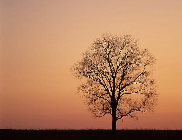 N. A. USA, Kentucky, Lexington Single tree on ridge at sunset