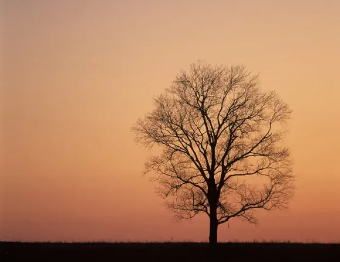 Framed Print : N. A. USA, Kentucky, Lexington Single tree on ridge at sunset Framed Print : N. A. USA, Kentucky, Lexington Single tree on ridge at sunset