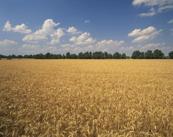 N. A. USA, Kentucky, Lexington Wheat crop