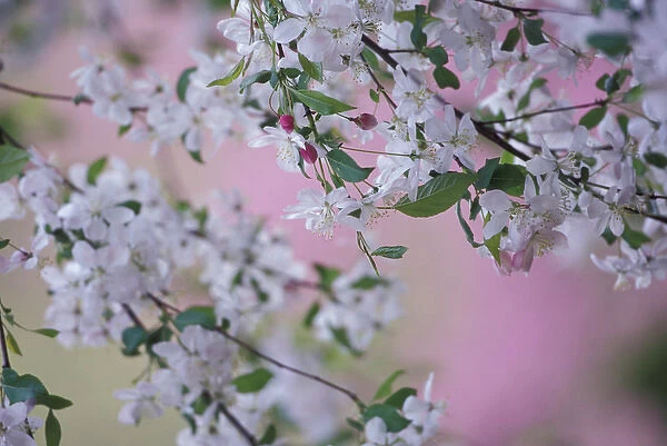 N. A. USA, Kentucky, Louisville Weeping cherry tree blossoms