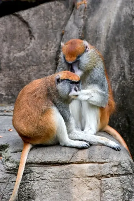 Framed Print : N. A. USA, Louisiana, New Orleans. Patas monkey at the Audubon Zoo Framed Print : N. A. USA, Louisiana, New Orleans. Patas monkey at the Audubon Zoo
