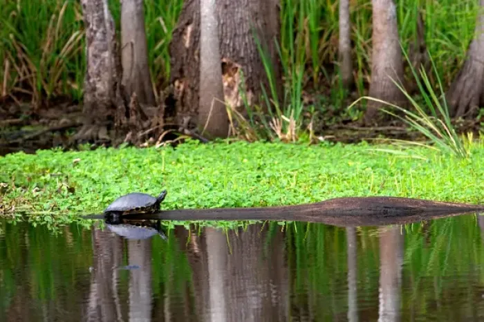 Framed Print : N. A. USA, Louisiana, New Orleans. Turtle in a bayou outside New Orleans Framed Print : N. A. USA, Louisiana, New Orleans. Turtle in a bayou outside New Orleans