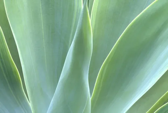 Framed Print : N. A. USA, Maui, Hawaii. Agave plant Framed Print : N. A. USA, Maui, Hawaii. Agave plant
