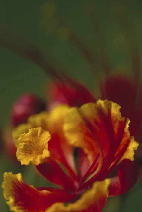 Framed Print : N. A. USA, Maui, Hawaii. Blossom of the Poinciana tree Framed Print : N. A. USA, Maui, Hawaii. Blossom of the Poinciana tree