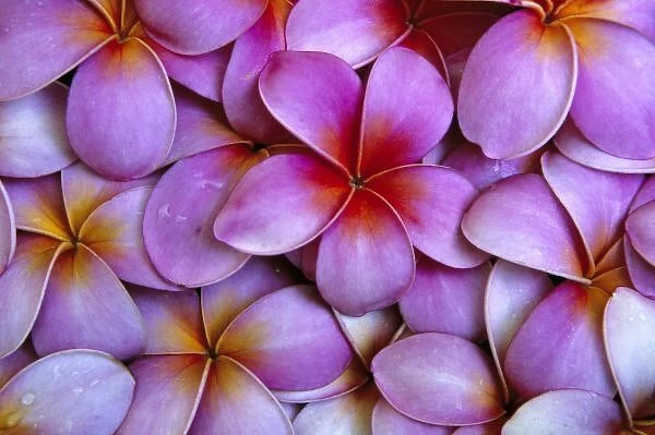 N. A. USA, Maui, Hawaii. Pink Plumeria blossoms