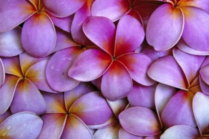 Framed Print : N. A. USA, Maui, Hawaii. Pink Plumeria blossoms Framed Print : N. A. USA, Maui, Hawaii. Pink Plumeria blossoms