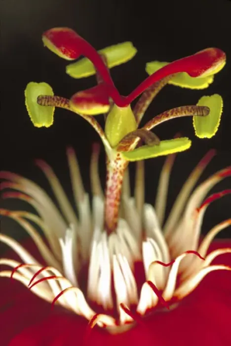 Framed Print : N. A. USA, Maui, Hawaii. Red Passion flower Framed Print : N. A. USA, Maui, Hawaii. Red Passion flower
