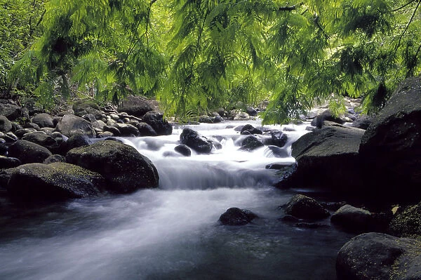 N. A. USA, Maui, Hawaii. Stream in Iao Valley State Park