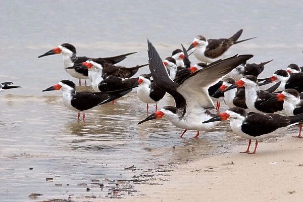 N. A. USA, Mississippi. Black skimmers on the Mississippi Gulf Coast