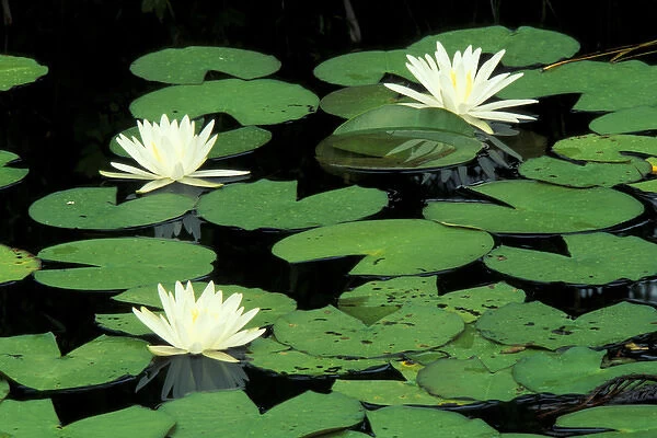 N. A. USA, North Carolina, Green Swamp Ecological Reserve Fragrant waterlilys
