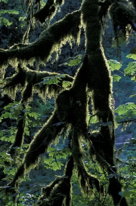 Framed Print : N. A. USA, Oregon, Columbia River Gorge National Scenic Area Moss-draped branch Framed Print : N. A. USA, Oregon, Columbia River Gorge National Scenic Area Moss-draped branch