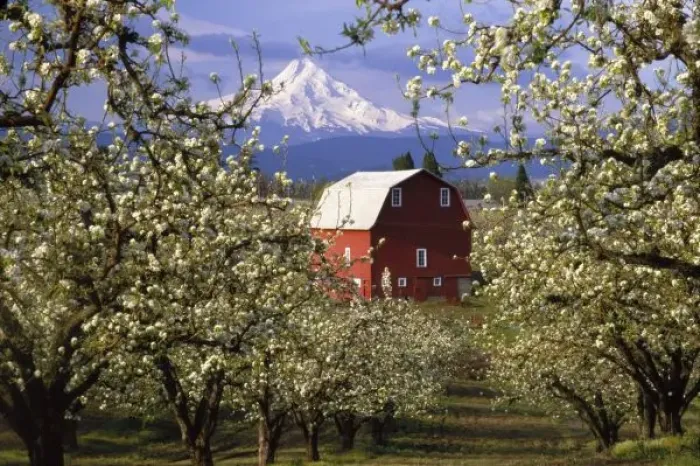Framed Print : N. A. USA, Oregon, Hood River County. Red barn in pear orchard in spring with Mt