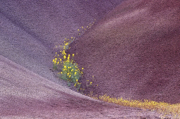 N. A. USA, Oregon, John Day Fossil Beds National Monument. Painted Hills with Chenactis