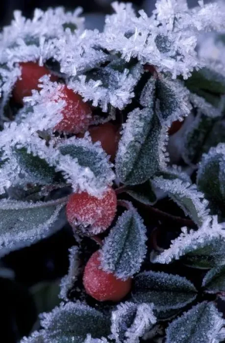 Framed Print : N. A. USA, Oregon Leaves and berries encased in ice