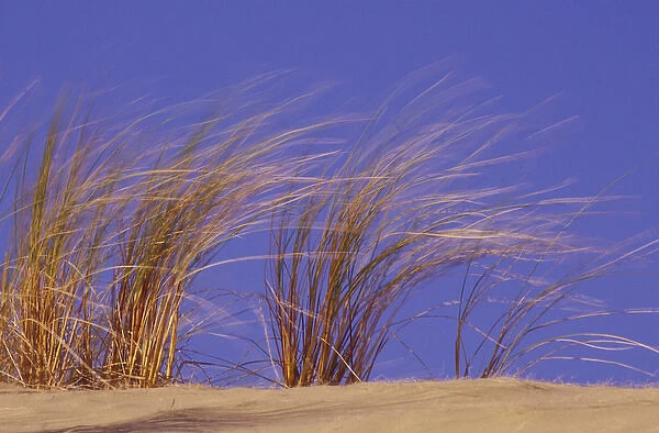 N. A. USA, Oregon, Oregon Dunes National Monument Dune grass blowing in the wind