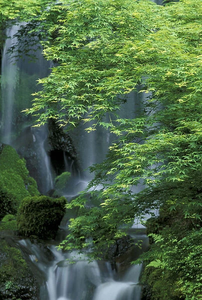 N. A. USA, Oregon, Portland, Japanese Garden Waterfall