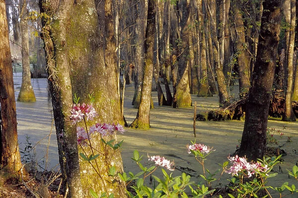 N. A. USA, South Carolina, Charleston. Magnolia Plantation & Gardens. Cypress trees